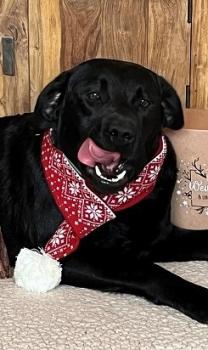 Preview: Weihnachtsschal